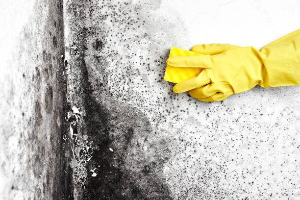 Mold Remediation for Rental Properties in Homestead Valley, CA